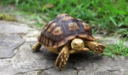 广州乌龟爆料案件最新,揭秘背后惊人真相与法律较量